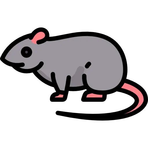 rat agressif envers cochon d'inde