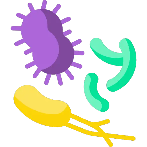 Vomissements rat: infections bactériennes
