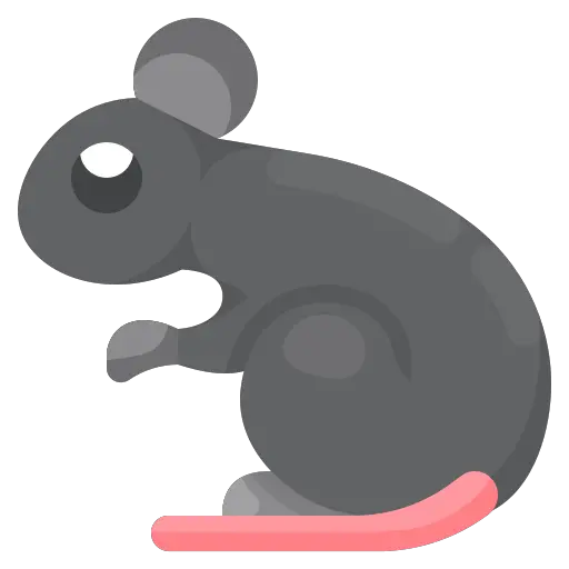 Infections de l'oreille Rat couine