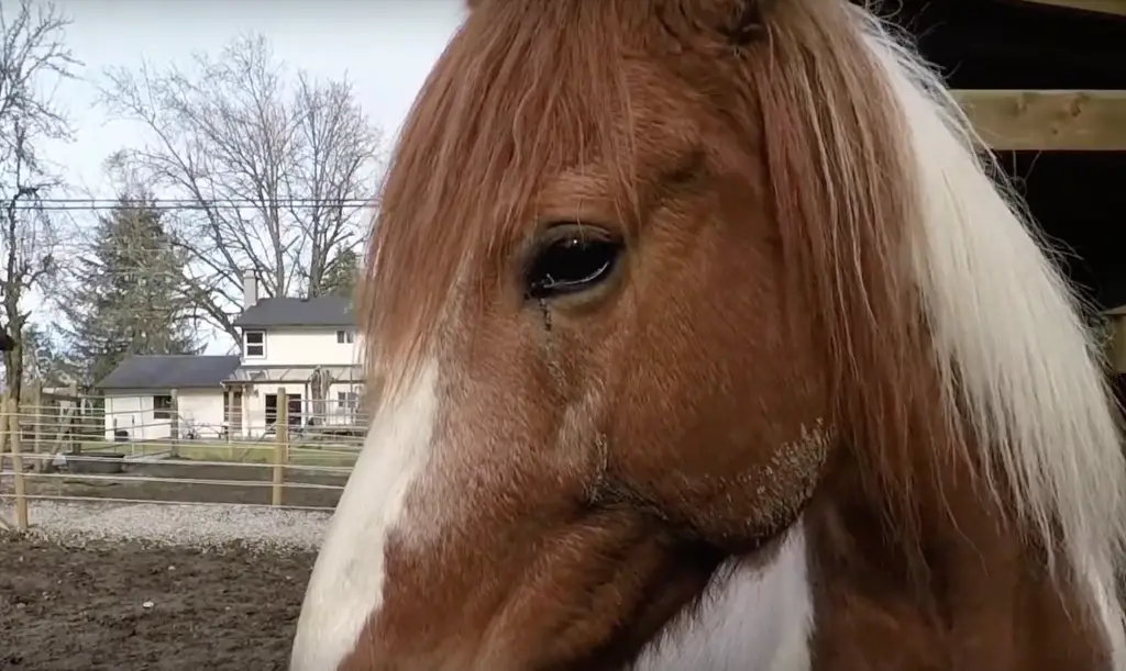 Les affections oculaires chez les chevaux yeux qui coulent jaune