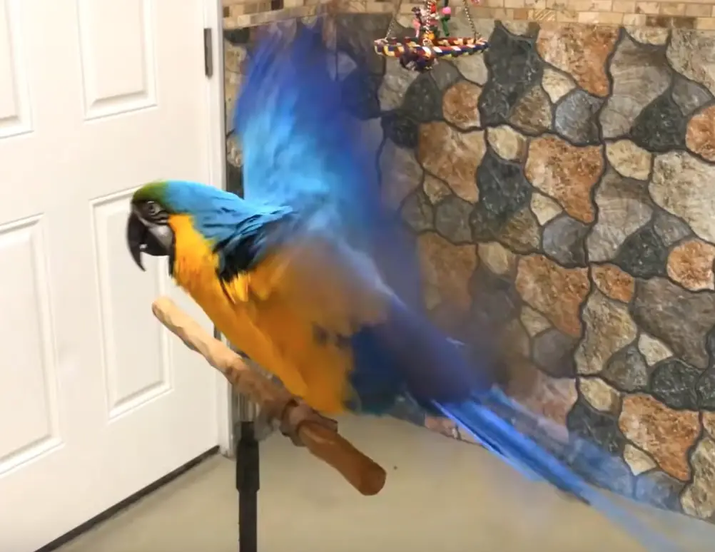 comportement perroquet