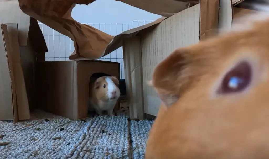 maison hamster