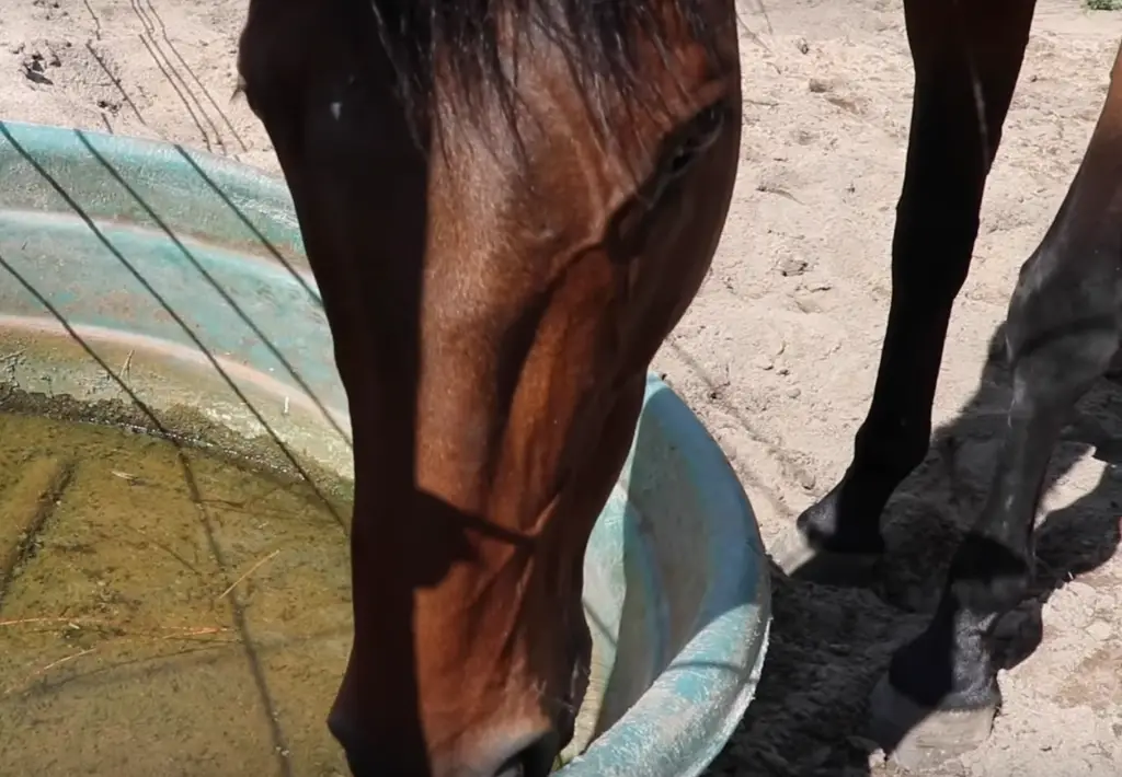 hydratation cheval