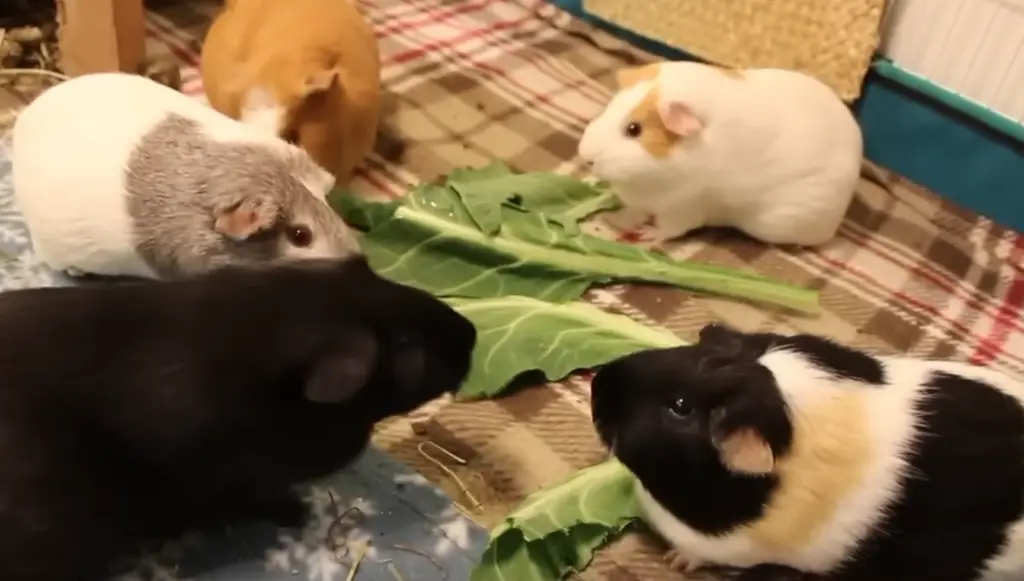 cochon d'Inde mange verdure