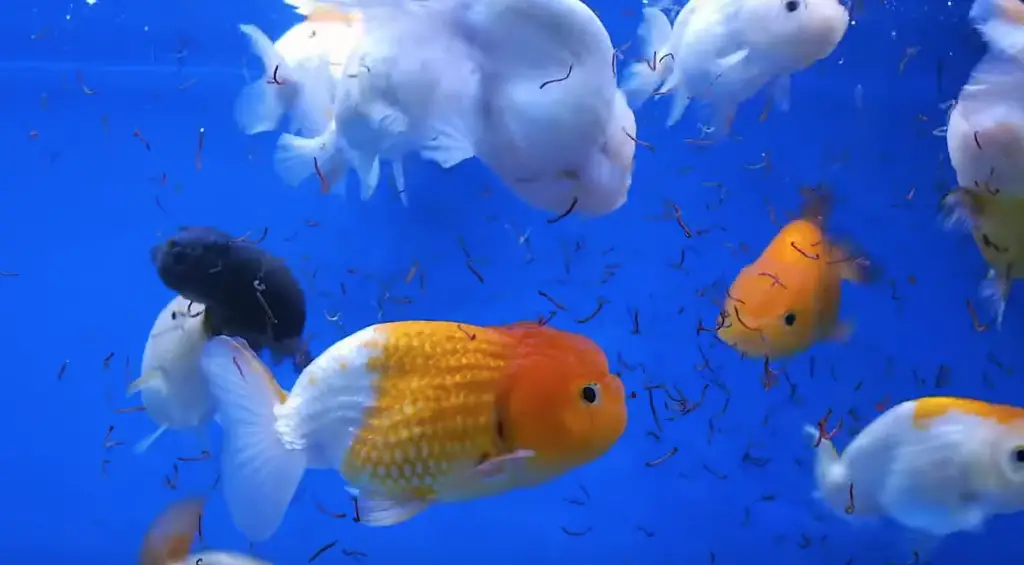 alimentation goldfish