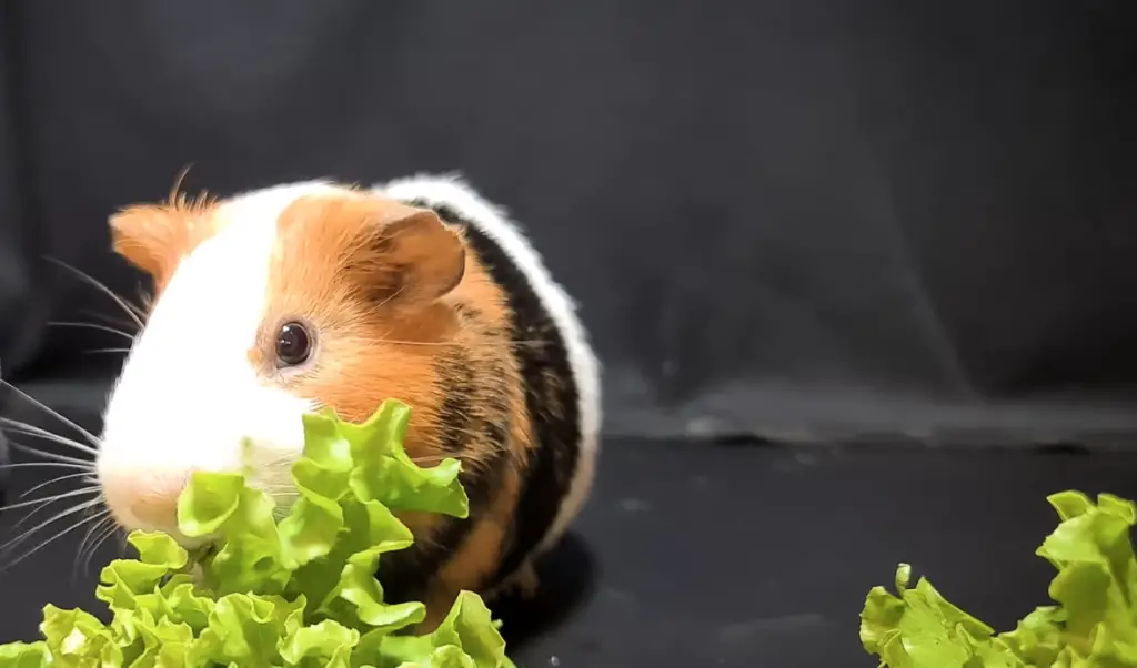 cochon d'Inde mange que de la salade