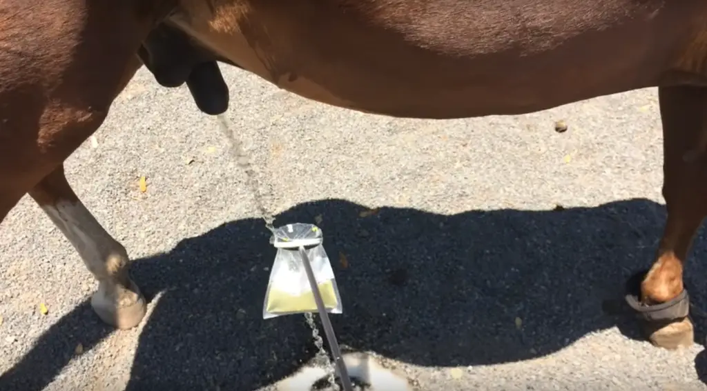 rétention urinaire du cheval: échantillons d'urine
