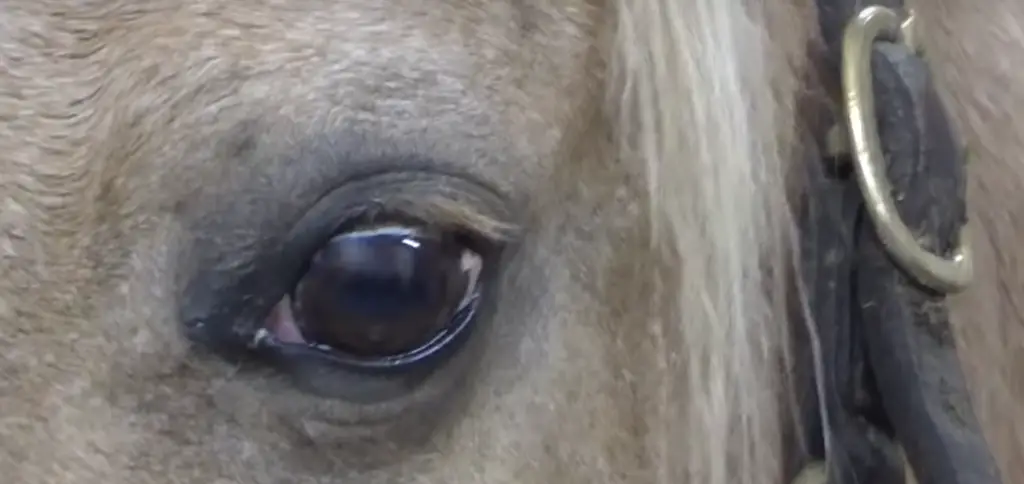 affections oculaires cheval: yeux qui coulent jaune