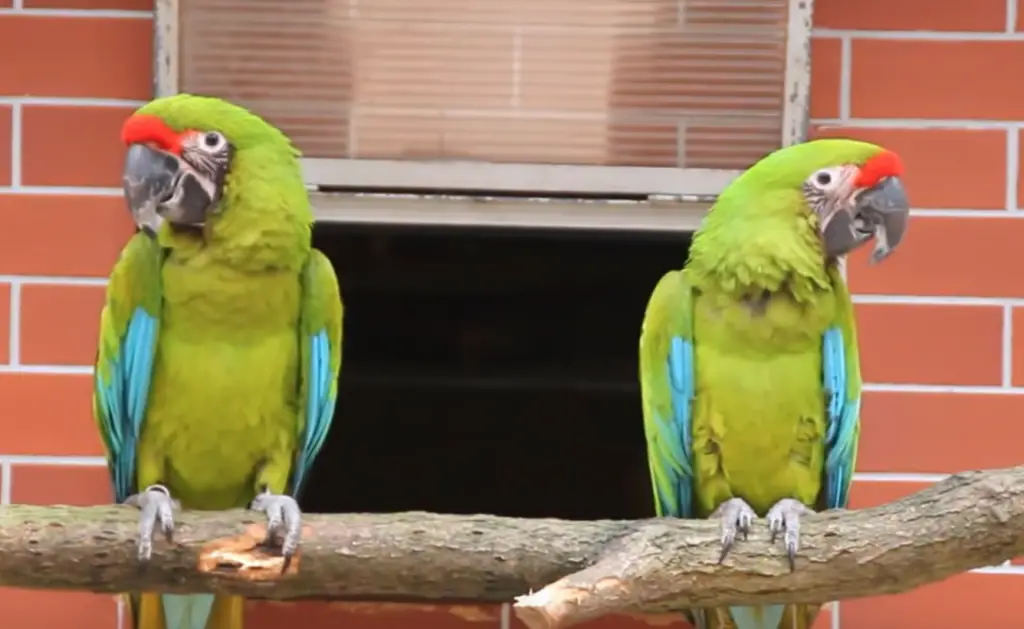 perroquets mâles et femelles