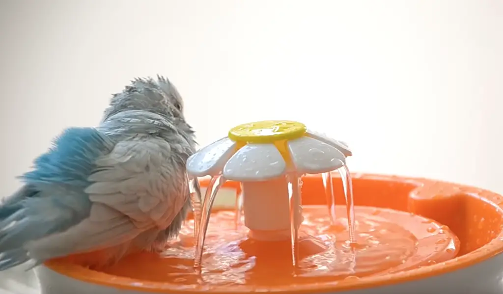 perruche prend un bain