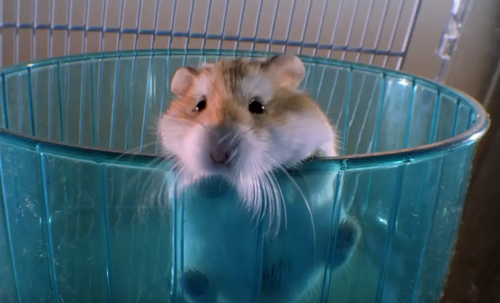 hamster bouge pas