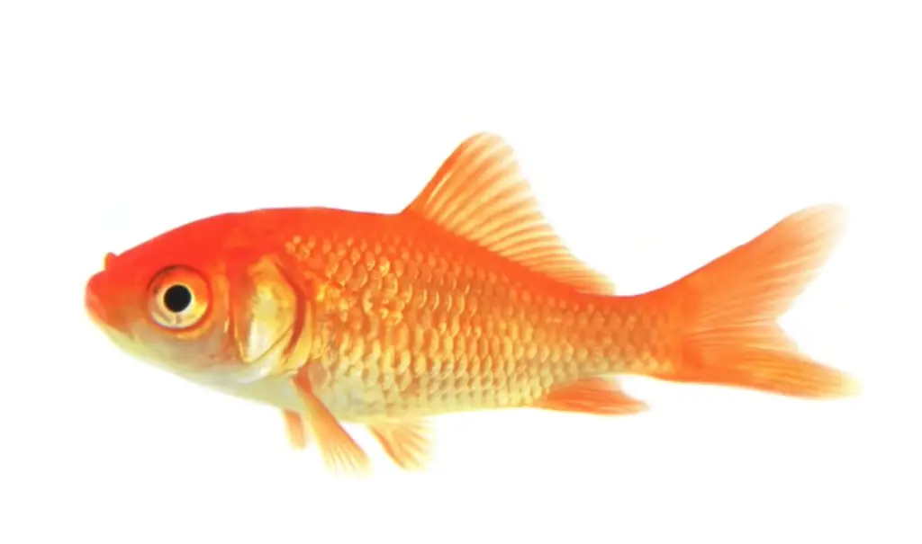 signes indiquant que votre poisson rouge ne va pas bien