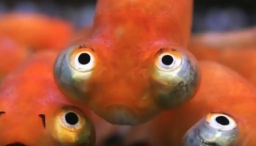 perte d'un œil chez le poisson rouge