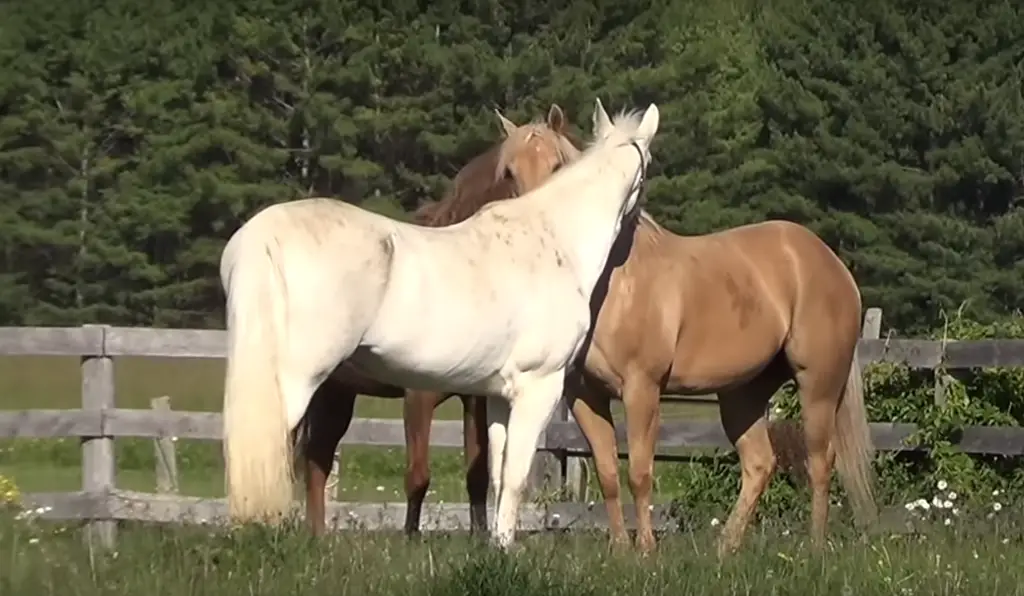 relation saine et respectueuse avec son cheval