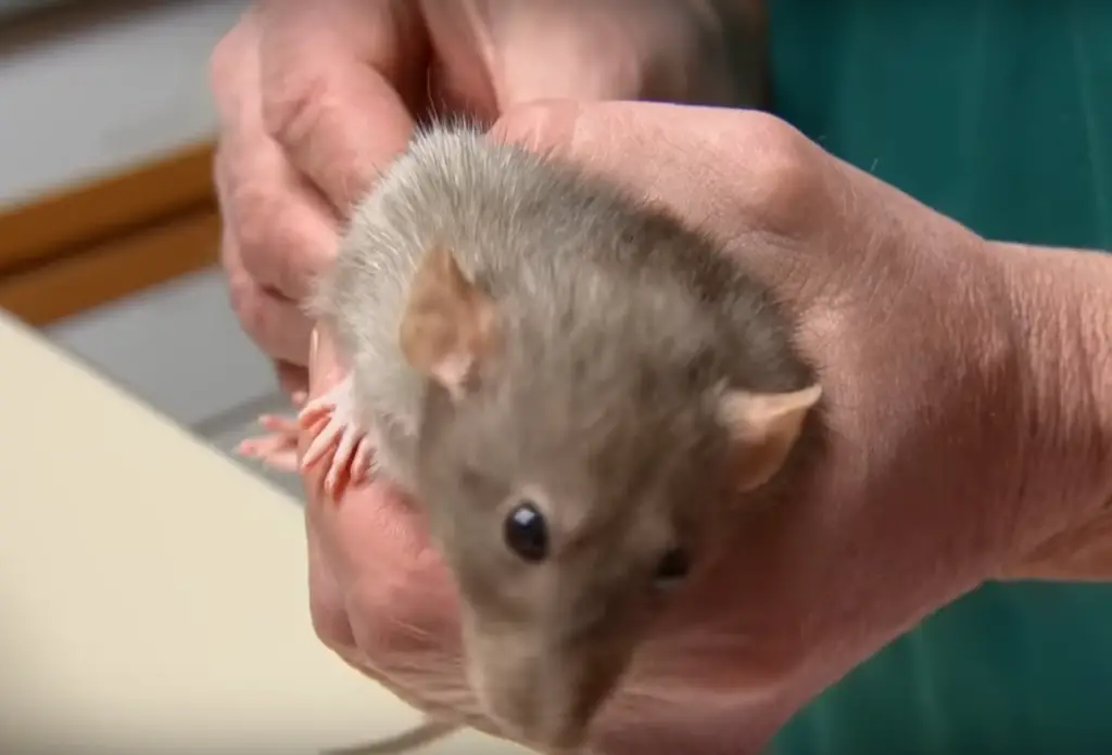 vétérinaire rat urine sang