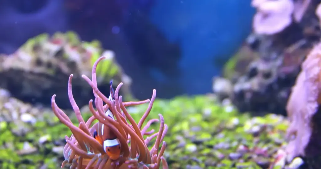 Poisson mort dans l’aquarium, que faire du corps?