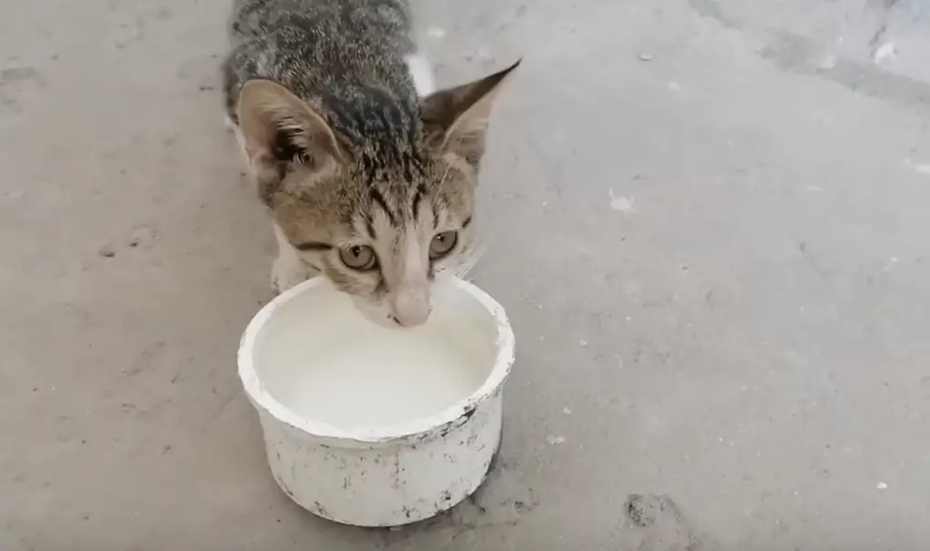 chat qui mange