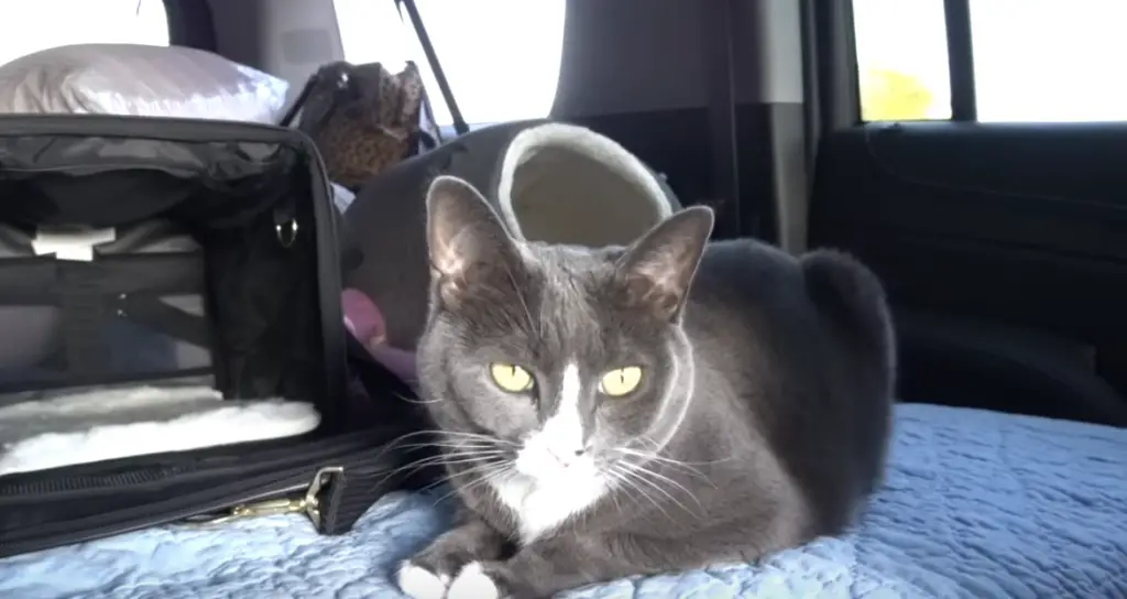 aménagement espace chats en voiture