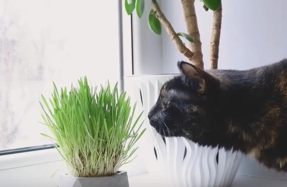 chat avec plante