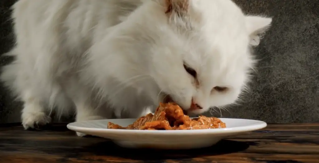 chat entrain de se nourrir seul