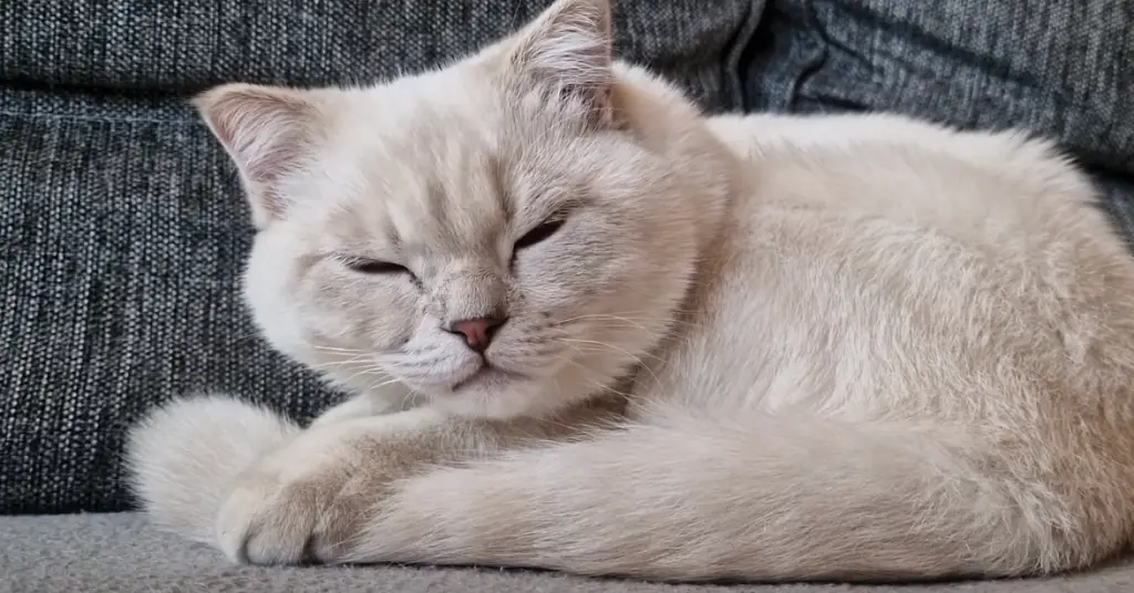 Combien de temps un chat dort-il par jour?
