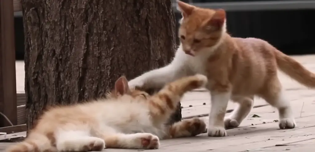 chats qui jouent ensemble