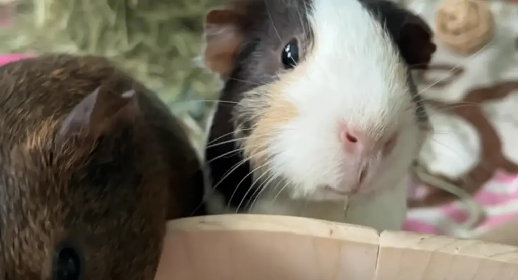guinea pig affection