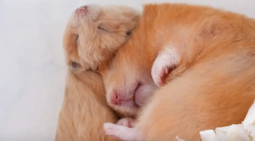 hamster entrain de dormir en boule