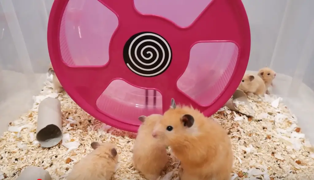 alimentation idéale pour hamsters