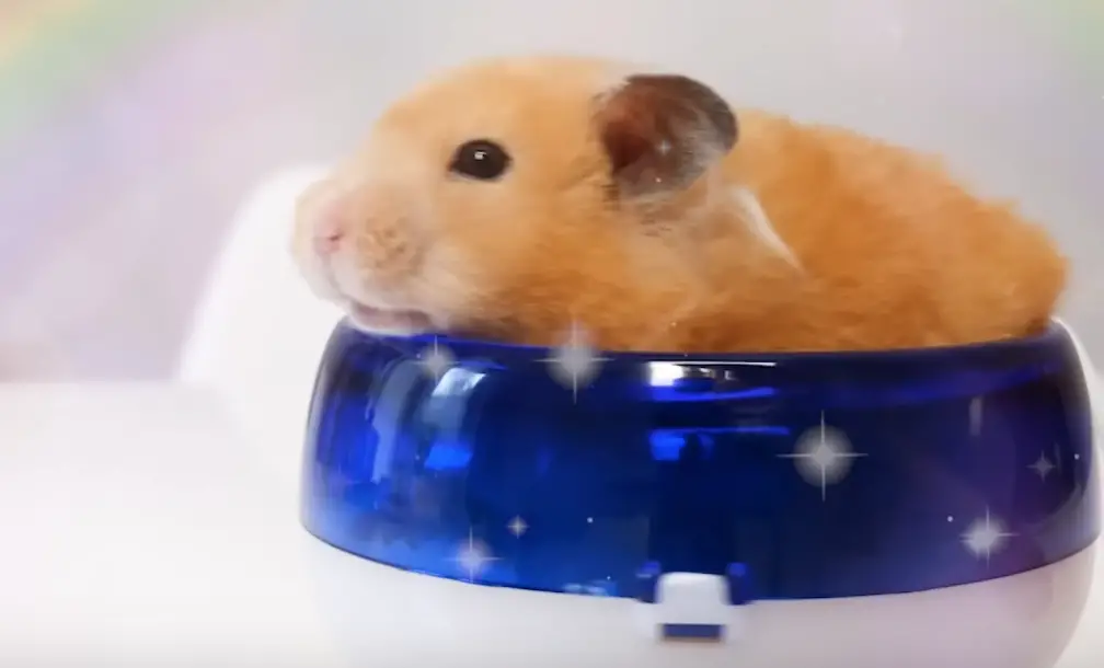 amour hamster