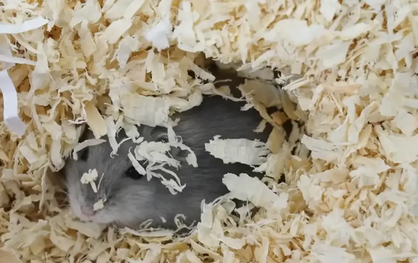 hamster reste dans sa cage