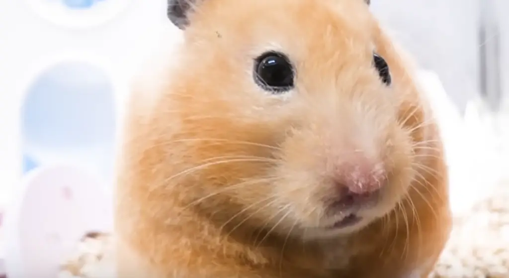 hibernation hamster