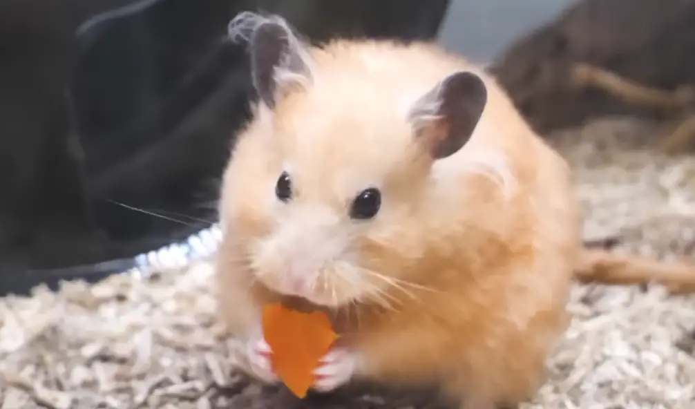 gonflement yeux hamsters