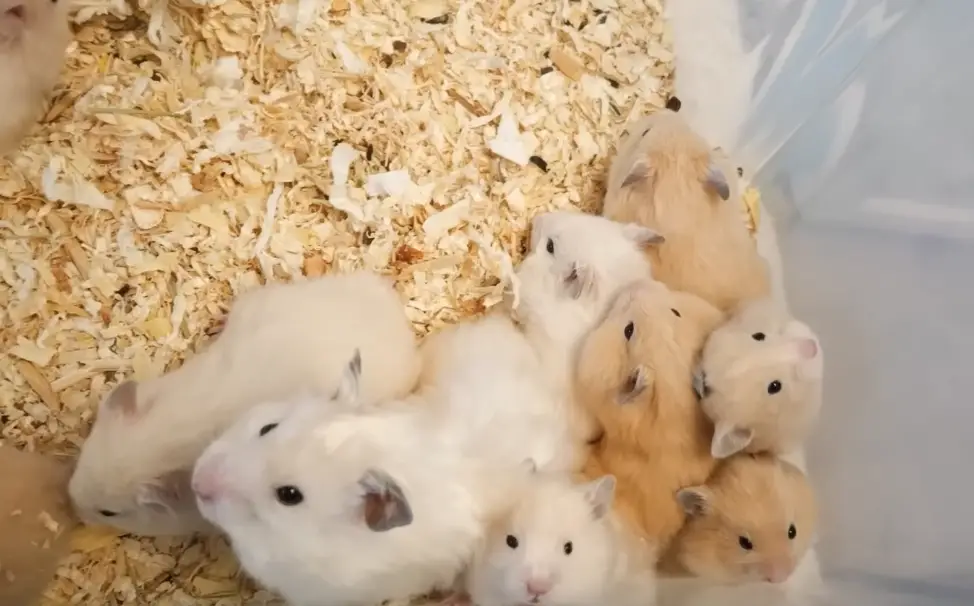 hamsters dans un aquarium