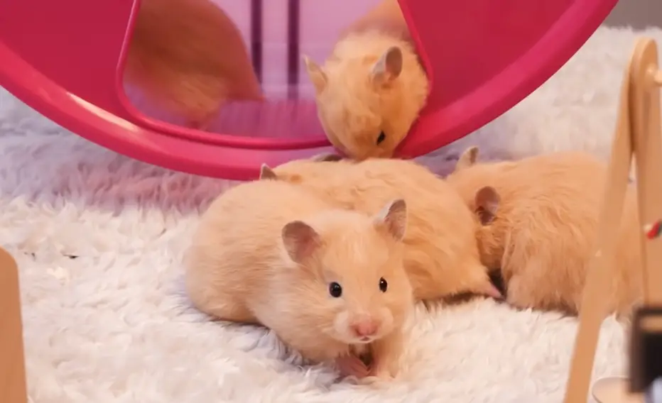 perte de poids des hamsters