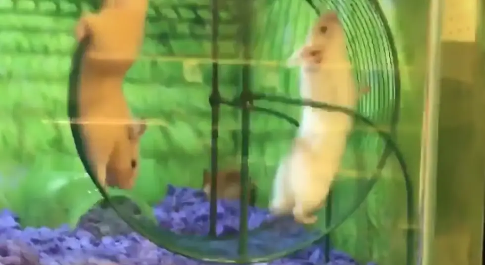démangeaisons hamsters