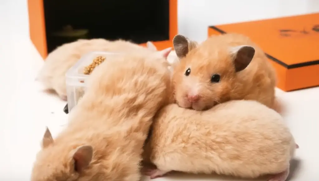 gestation hamster femelle