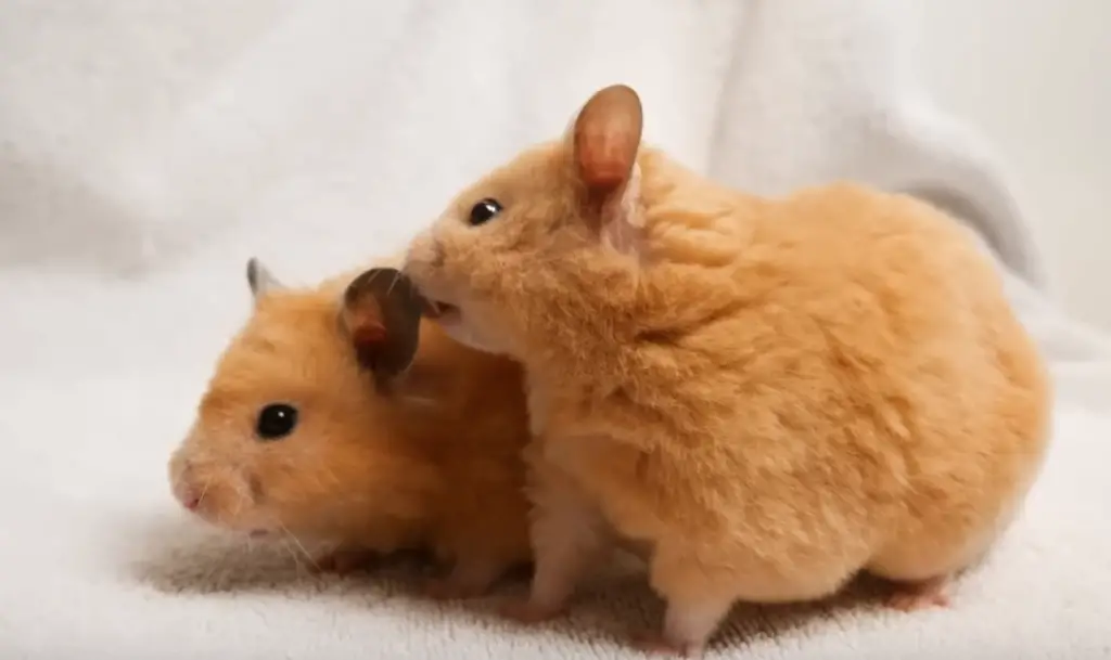 gonflement ventre hamster