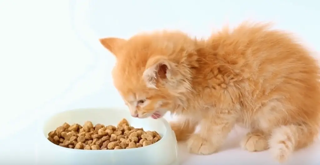chat entrain de manger des croquettes