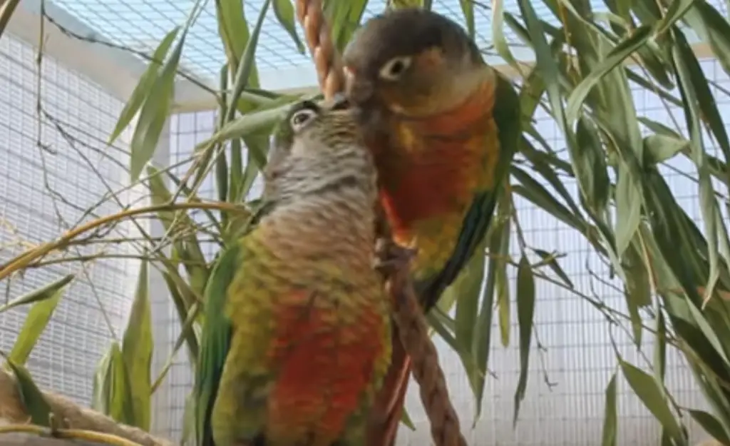 comportement perroquets